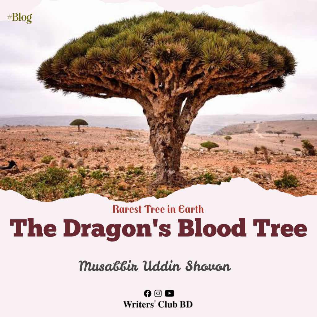 Blog: Rarest Tree in Earth The Dragon's Blood Tree
